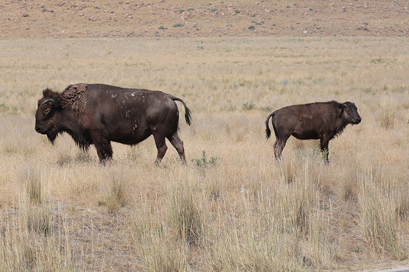 Bison : Antelope Island : Utah : Landscape Photos : Richard Moore : Photographer